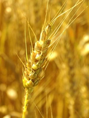 小麦, 穗状花序, 麦田, 谷物, 农业, 自然, 禾谷类作物
