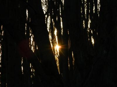 晚上, 太阳, 森林, 树木, 农村, 树, 自然
