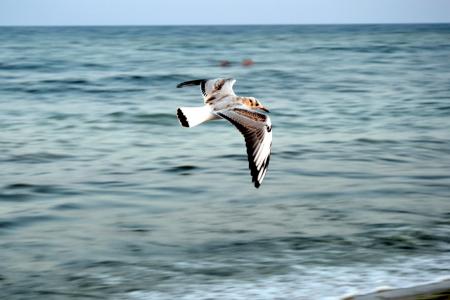 海鸥, 翅膀, 鸟, 水, 海, 飞行, 自然