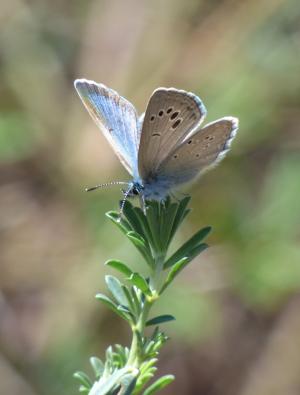 蝴蝶, polyommatus 伊卡洛斯, 蓝色的蝴蝶, blaveta, 详细, 蝴蝶-昆虫, 花