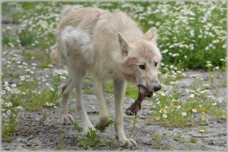 狼, 捕食者, 欧洲狼, 灰色羊毛, 白狼, 狗, 动物