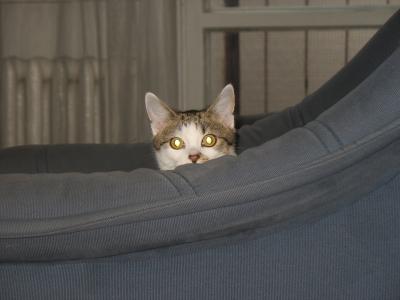 猫, 扶手椅, 缓存, 隐藏, 隐藏, 看看