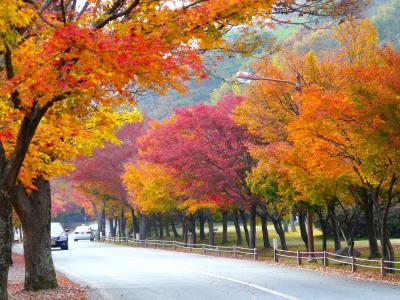 秋天季节, 五颜六色的树叶, 枫叶, 秋天, 秋天的颜色, 芒 naejangsan, 韩国