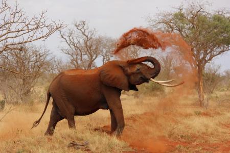 大象, 非洲, 肯尼亚, 察沃, 野生动物, 野生动物, 自然