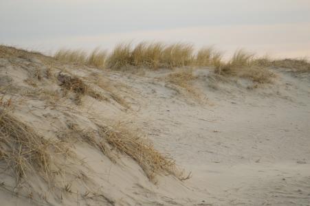 沙子, 海滩, 沙丘, 植物, 北海, nordfriesland, 漂浮物