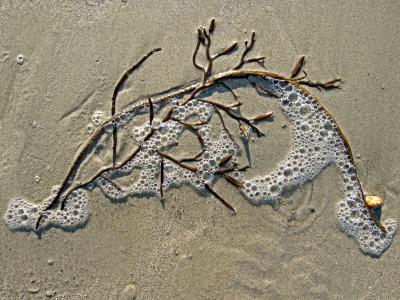 海藻, 沙子, 泡沫, 海, 杂草, 海滩, 海洋