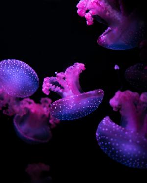 自然, 黑暗, 水下, 紫色, 紫罗兰色, 动物, 水母