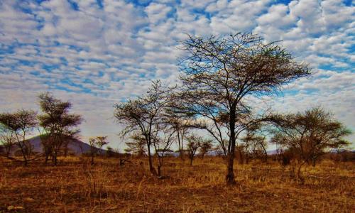坦桑尼亚, 塞伦盖蒂国家公园, 大自然塞伦盖蒂, 非洲, 景观, 风光, 自然