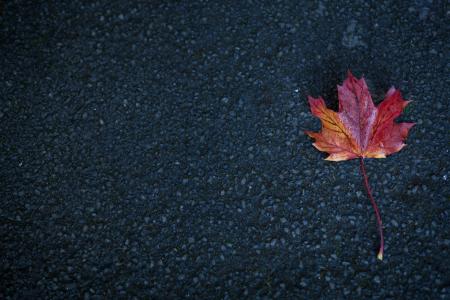 红色, 枫树, 叶, 灰色, 表面, 道路, 秋天
