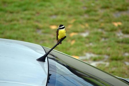 鸟, 美丽, 自然, 野生, 可爱, 户外, 汽车