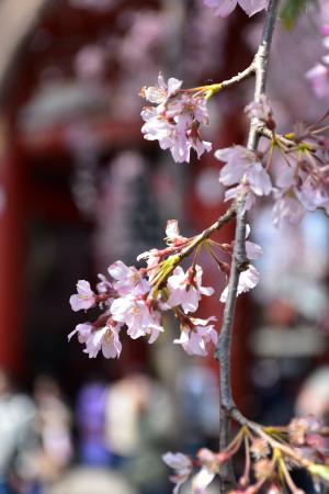 樱桃树花, 日本, 时世, 春天