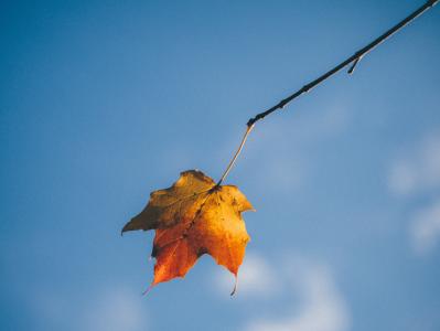 叶, 秋天, 分离, 黄色, 秋天树叶背景, 赛季, 季节性