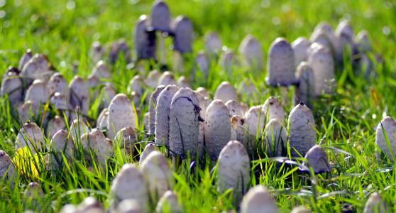 蘑菇, 很多的, 好多, 草甸, 中毒, 集合, 波利亚纳