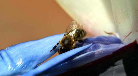 蜜蜂, 开花, 绽放, 昆虫, 花, 宏观, 关闭