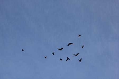 鸟, 鸟类, 汉密尔, 剪影, 蓝色, 飞