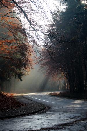 秋天, 早上, 新光, 心情, 道路, 空, 秋天的颜色