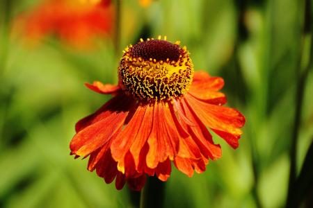 太阳帽子, 紫锥菊, 夏季, 红色, 橙色, 植物, 花