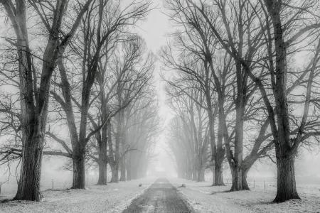 冬天, 雪, 树木, 道路, 旅行, 字段, 农场
