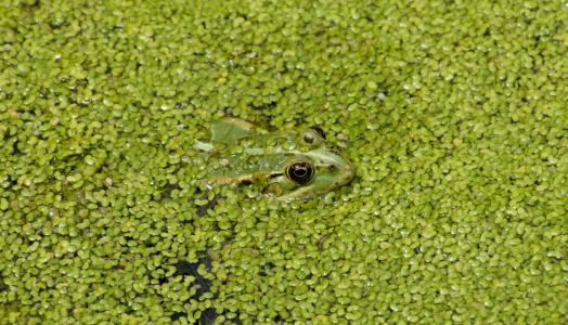 青蛙, 绿色, 水, 两栖类动物, 池塘, 自然, 池塘青蛙