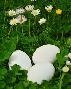 鸡蛋, 白色的蛋, 草甸, 克利, 黛西, 当然, 生物
