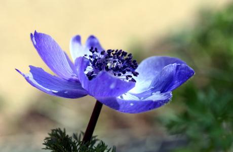 花, 雌蕊, 宏观, 紫色, 自然, 花粉, 花瓣