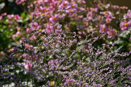 annemone, herbstannemone, 背景, 海滩丁香, 紫罗兰色, 自然, trockenblume