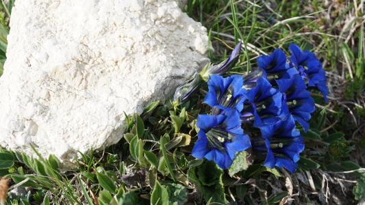 蓝色, 高山, 高山的花, 蒂罗尔, 山脉, 自然, 意大利