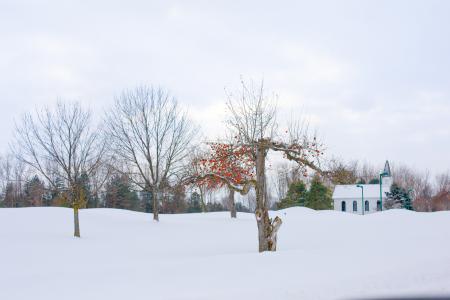 树上苹果, 冬天苹果树, 冬天, 雪, 冬季景观, 雪景