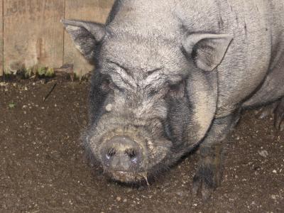 猪, 动物, 农场, 自然, 快乐猪, 猪圈, 母猪