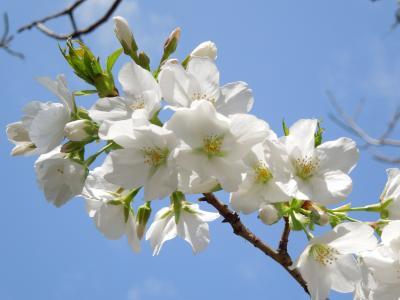 樱桃, 春天的花朵, 春天在日本, 樱花, 春天, 植物, 日本