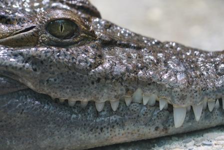 菲律宾鳄鱼, 淡水, 黄昏, 动物, 野生, 危险, 动物园
