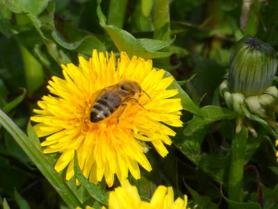 蜜蜂, 苦苣菜, 花, 昆虫, 自然, 授粉, 花粉