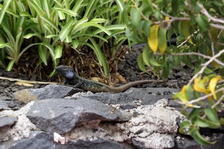 蜥蜴, kanaryjka niebieskoplama, 性别与发展, 西班牙, 特内里费岛, 自然, 岩石