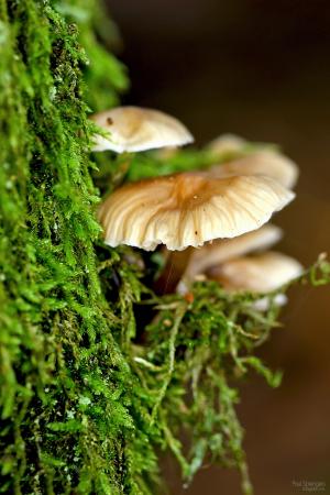 蘑菇, 森林, 自然, 秋天, pilz
