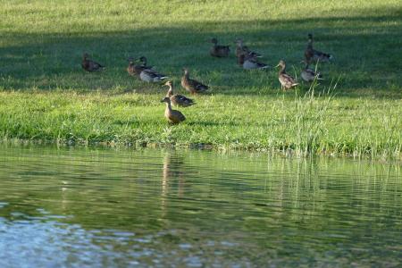 鸭子, 池塘, 湖, 自然, 鸟, 野生动物, 水