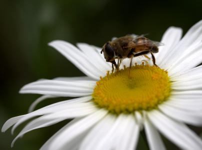 蜜蜂, 黛西, 花粉, 工作, 昆虫纲, 自然, 花