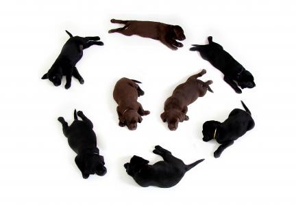 小狗, 黑色, 棕色, 拉布拉多, 猎犬, 狗, 小狗