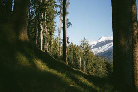 照片, 棕色, 树木, 附近的, 冰川, 山脉, 自然