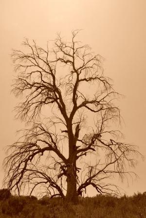 树, 死, 棕褐色