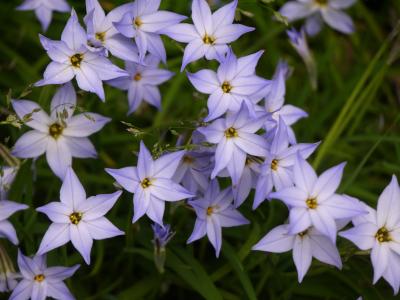 星花, 春天, 紫罗兰色, 自然, 花, 植物, 夏季