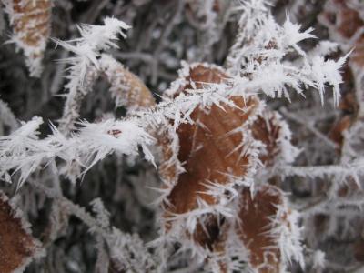 冰晶体, 自然, 感冒, 冰, 弗罗斯特, 冬天, 宏观
