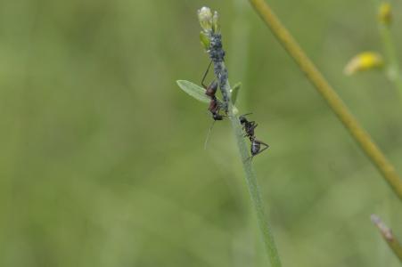 蚂蚁, 熏衣草, 自然, 宏观, 昆虫