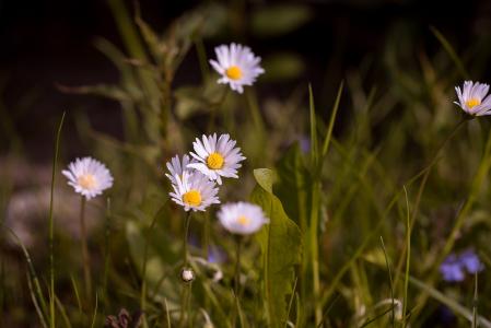 黛西, 尖尖的花, 草甸, 花, 自然, 白色, 夏季