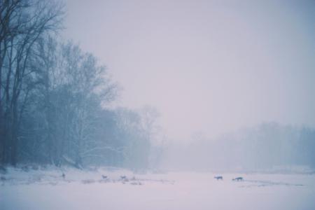 五, 动物, 行走, 厚厚, 雪, 自然, 树