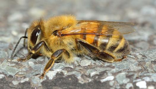 昆虫, 膜翅目, api, 蜜蜂