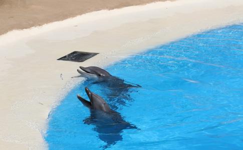 海豚, 游泳池, 海豚馆, 哺乳动物, 洛罗·皮亚公园, 特内里费岛, 预览