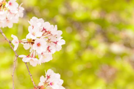 日本, 景观, 春天, 植物, 樱桃, 花, 自然