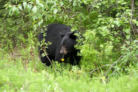 棕色的熊, 加拿大, 国家公园