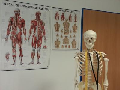 骨架, 骨, 解剖, 骨骼结构, 肌肉, 医院, 医生