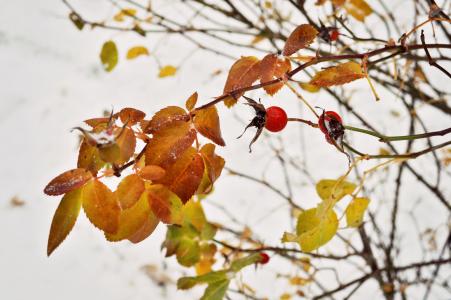冬天, 叶子, 玫瑰果, 上升, 秋天, 雪, 叶